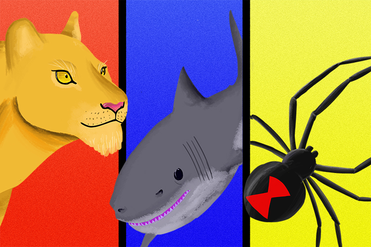 Examples of predators could be Lions, sharks and spiders as they can be intelligent fast and agile